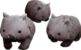 Wombats